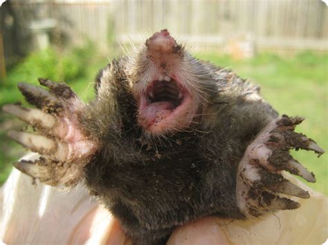 Humane Mole Poison 的图像结果