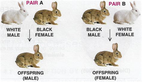 Chapter 3: Genetics — Some Basic Fundamentals | Selina Solutions ...