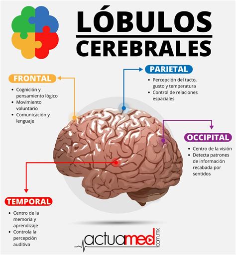 ¡LÓBULOS CEREBRALES! Los 4 igualmente importantes. Síguenos: https ...