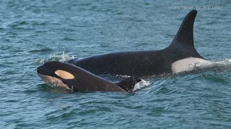 Killer Whale Species