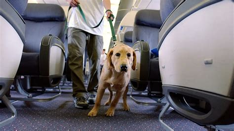 Flight passenger says dog barked 'nonstop' during 8-hour flight ...