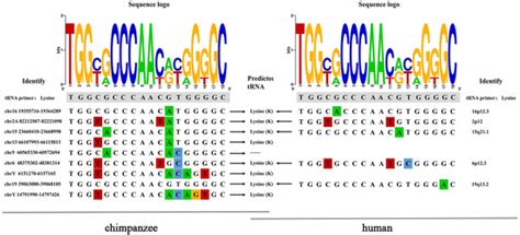 Comprehensive Identification and Characterization of HML-9 Group in ...