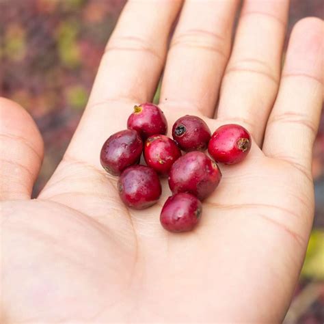 Can Chickens Eat Cranberries? Quick Facts for Chicken Owners