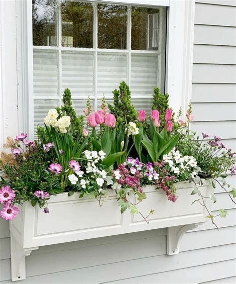 Best plants for window boxes – Artofit