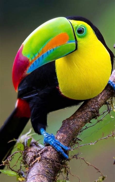 Image result for Colourful Birds Compilation