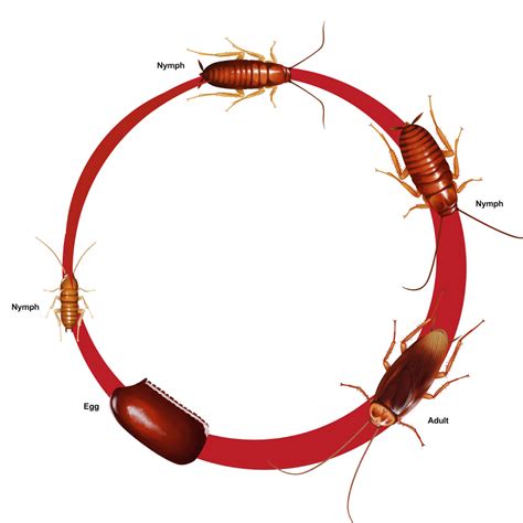 Diagram Of The Life Cycle Of A Cockroach Life Cycle American Cockroach