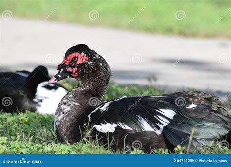Pair of Muscovy Ducks stock image. Image of fowl, beak - 64741289