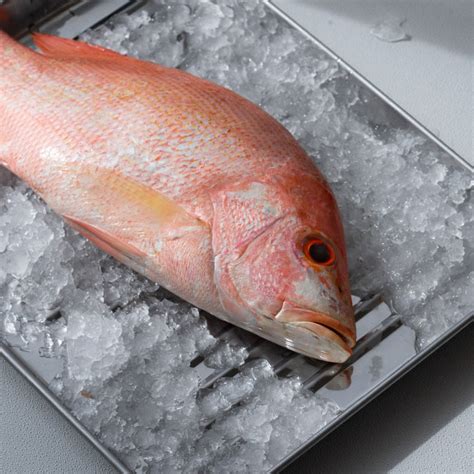 Image result for Clean Red Snapper