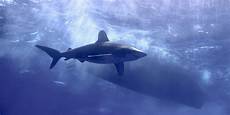 oceanic dive scuba diving with oceanic whitetips scuba diver oceanic dive scuba diving with oceanic whitetips scuba diver
