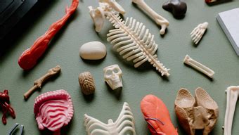 Academic Calendar | MCPHS