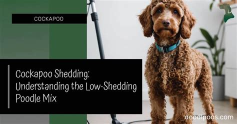 Image result for Cockapoo Shedding