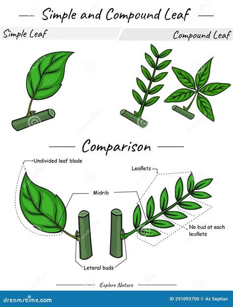 Simple Vs Compound Leaves Botanical Illustration: Compound And Simple