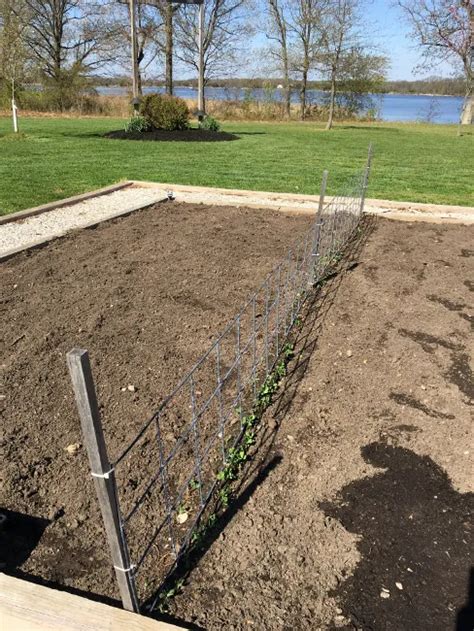 What's Vertical Vegetable Gardening?