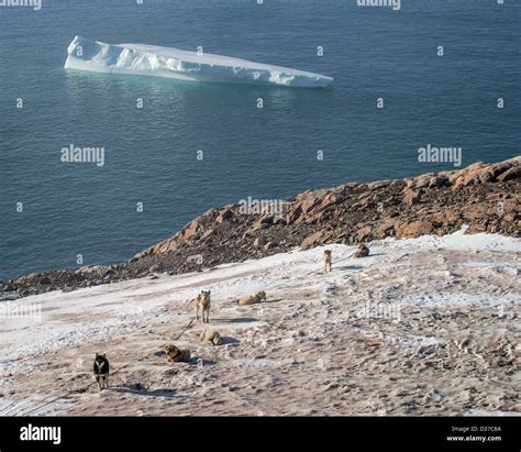 Pure greenland husky hi-res stock photography and images - Alamy