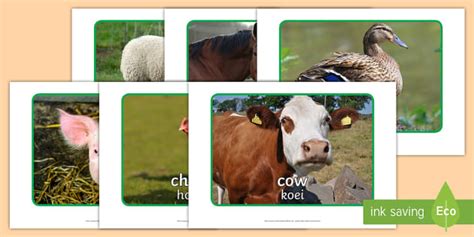 Afrikaans Animals Display Photos English/Afrikaans - EAL