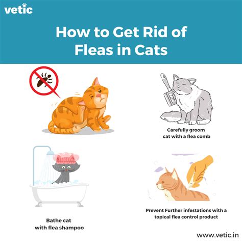 How To Get Rid Of Cat Fleas? Effective Solutions Revealed - Cat Whisk