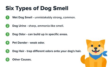 How to Get Rid of Dog Smell in House: Refresh Your Living Space