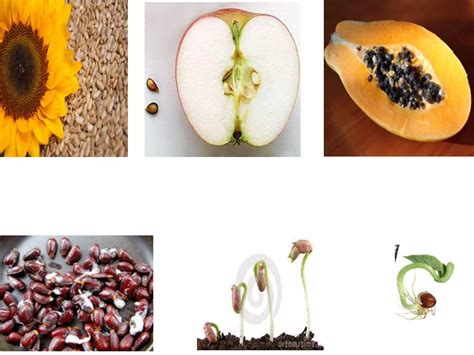 Image result for Class 8 Science Lesson 1