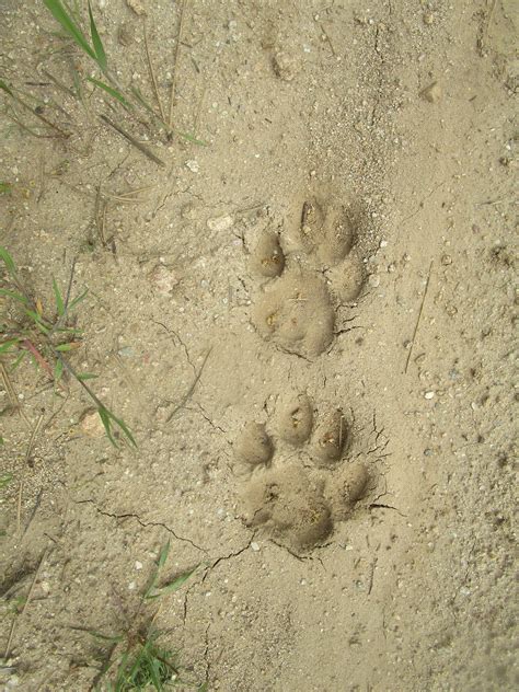 Mountain Lion Tracks In Sand