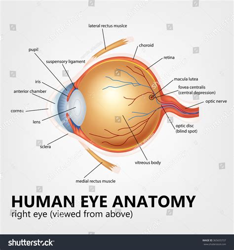 Suspensory Ligaments Of The Eye