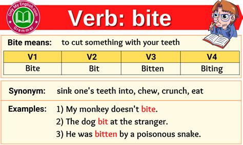 Bite Verb Forms Past Tense of Bite & Past Participle Spoken English