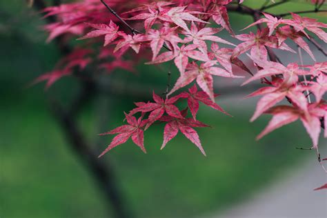 Image result for Clone