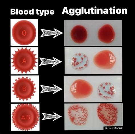 How Can Blood Types Be Identified