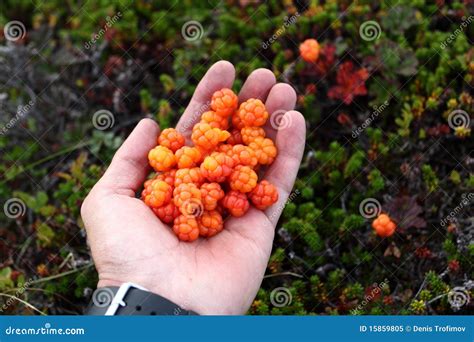 Fresh cloudberries in hand stock image. Image of arctic - 15859805