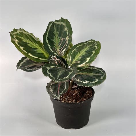 Calathea Medallion Plant 6" - Flowers & Services