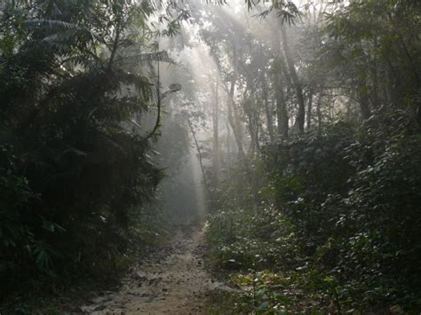 Lawachara National Park 4