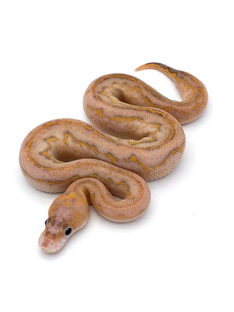 Image result for Red Ball Python