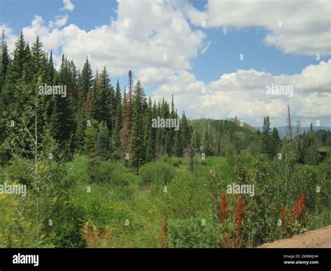 Steamboat Springs Colorado, Nature Hike Stock Photo - Alamy