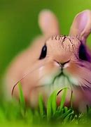 Image result for Cute Pink Bunny