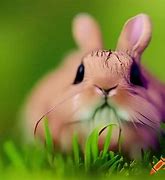 Image result for Simple Bunny Pattern