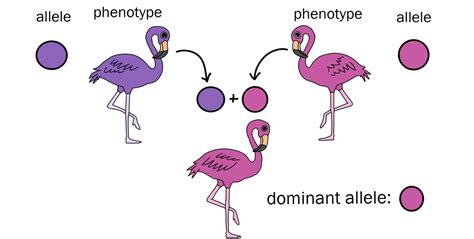 Image result for Recessive Allele Example