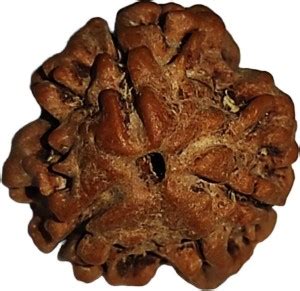 Nepali Rudraksha 3 Mukhi Rudraksha |3 Face Rudraksha IGL | Original ...