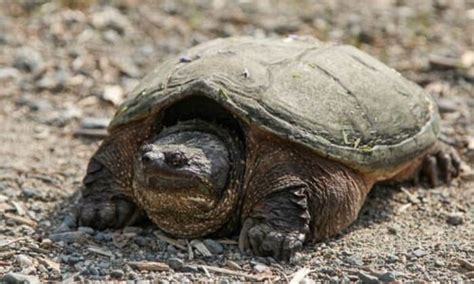 Snapping Turtle 的图像结果