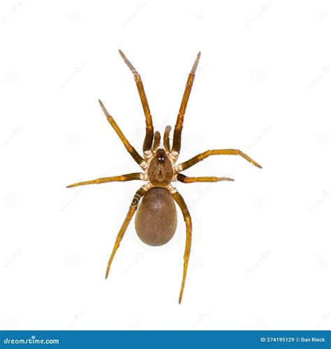 Southern House Spider - Kukulcania Hibernalis - Top Dorsal View ...