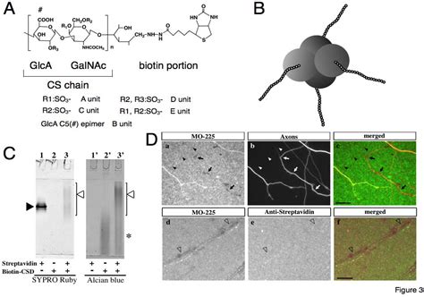 Application of Chondroitin Sulfate Derivatives for Understanding Axonal ...