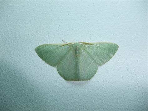 一个绿色的飞蛾