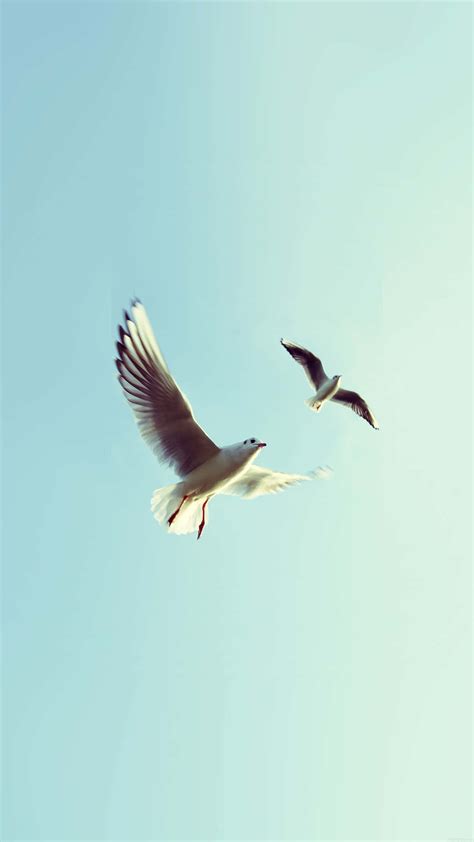 Download Flying Bird White Seagulls Wallpaper | Wallpapers.com