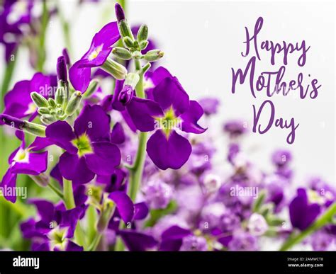 Happy Mother's Day with Beautiful Purple Flowers Stock Photo - Alamy