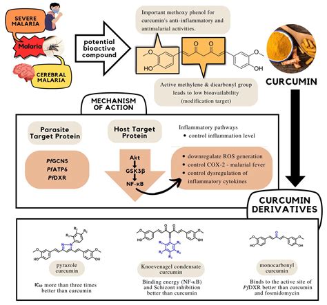 Curcumin and Its Derivatives as Potential Antimalarial and Anti-Inflammatory Agents: A Review on ...