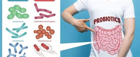 Comprendiendo qué son los probióticos