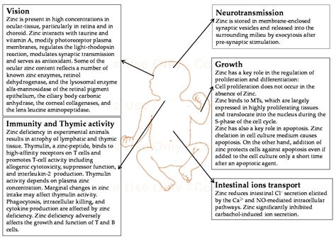 Zinc in Early Life: A Key Element in the Fetus and Preterm Neonate