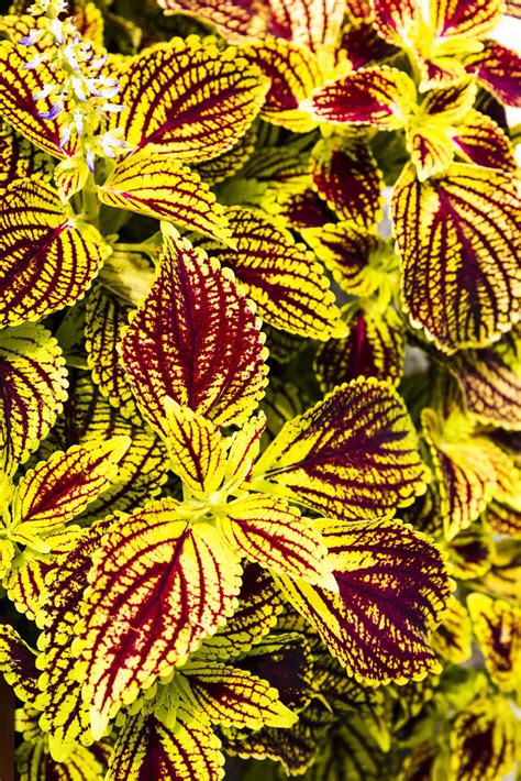 Coleus Plant Care in 3 Simple Steps - The Brown Gardener