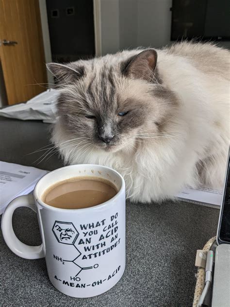 Does anyone else's ragdoll like the smell of coffee? : r/ragdolls - what is the smell of coffee