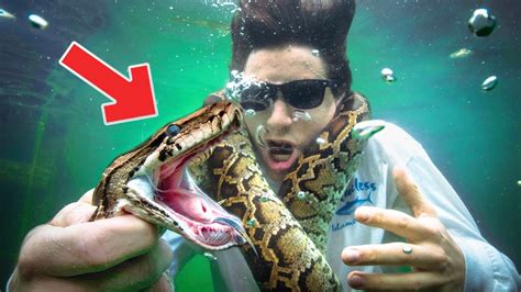 Image result for Catching Python's