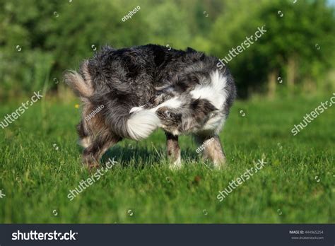 Clip Art Dog Chasing Its Tail