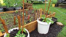 5 Gallon Container Gardening by Growing Two Peppers In A Single 5 Gallon Containers The 5 Gallon Container Gardening